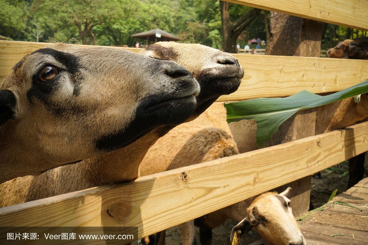 在阳光明媚的早晨,羊在木栅栏内吃草.在牧场.在亚洲.