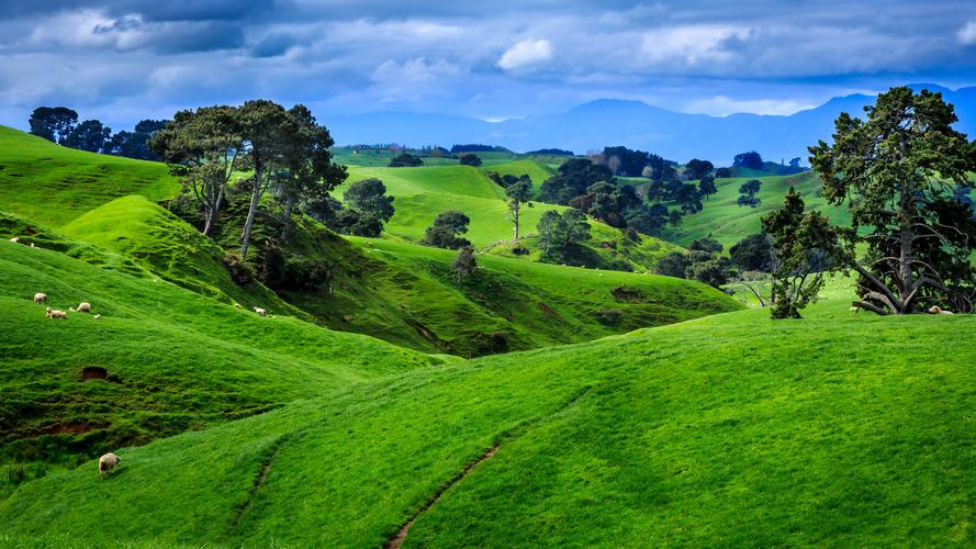 壁纸 新西兰,山,树,绿草地,羊 5120x2880 uhd 5k 高清壁纸, 图片