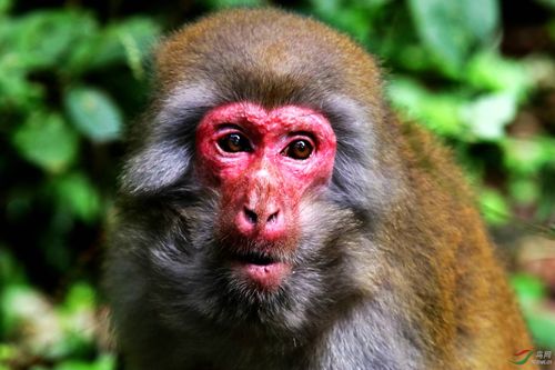 红脸猴