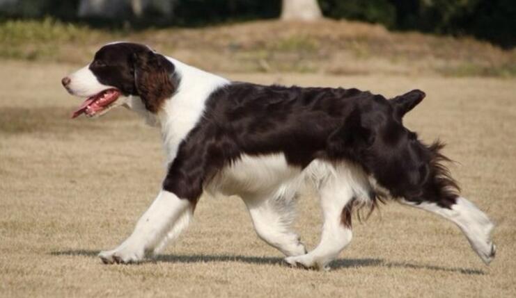 史宾格也被称之为史宾格猎犬,是一种原产于英国的中型犬种,平均寿命在