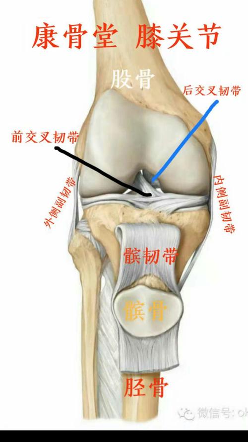 ①前,后交叉韧带:位于关节腔内,分别附着于股骨内,侧髁与胫骨髁间隆起