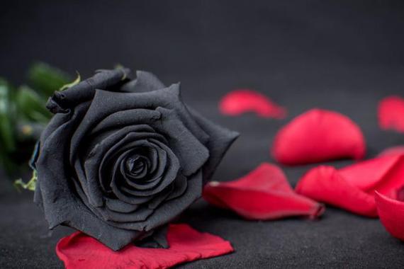 世界上花语最黑暗的花,黑玫瑰/水晶兰等