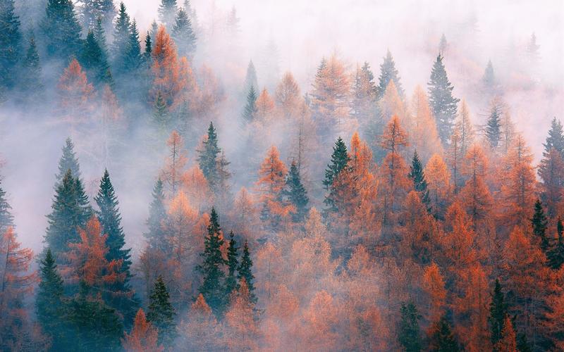 森林,树木,雾,秋 壁纸
