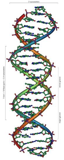 9) 1953年4月25日 科学家指出脱氧核糖核酸是双螺旋结构   1953年4月