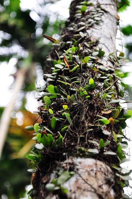 因着岁月的缘故,许多槟榔树上,缠满了寄生的藤蔓植物.