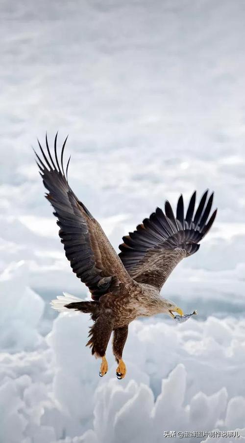 如有来生,愿化为一只雄鹰,自由自在翱翔蓝天高山大海,搏击长空,自由的