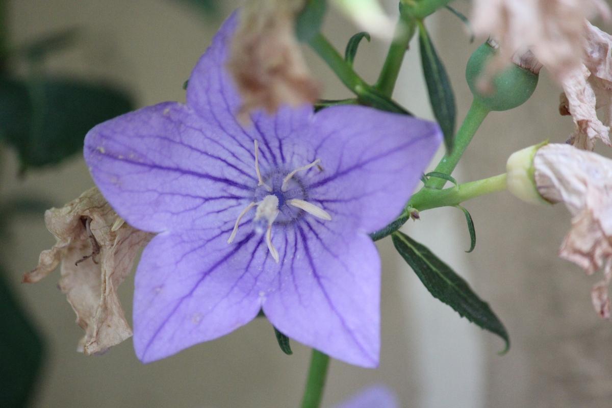 花卉摄影之桔梗花,非常喜欢这个淡紫色的小花,清新脱俗,非常淡雅.