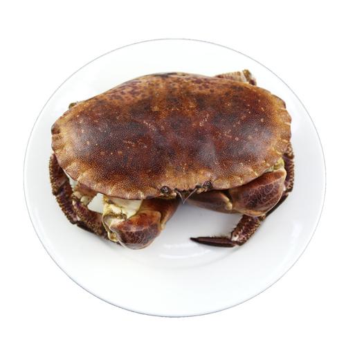 活面包蟹螃蟹鲜活水产海蟹超大特大英国珍宝蟹黄金蟹活体四斤起拍