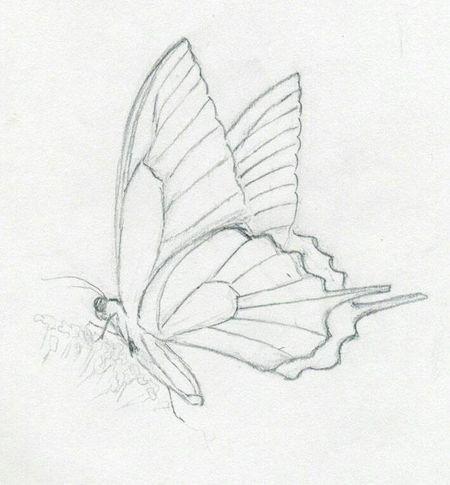 蝴蝶铅笔素描步骤图分