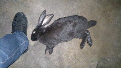 兔子昨天好好的 今天突然死了