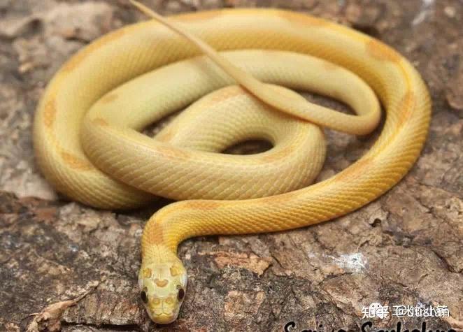 在学校看到一条金黄色的蛇,百度不出来请问有谁知道是什么蛇吗?