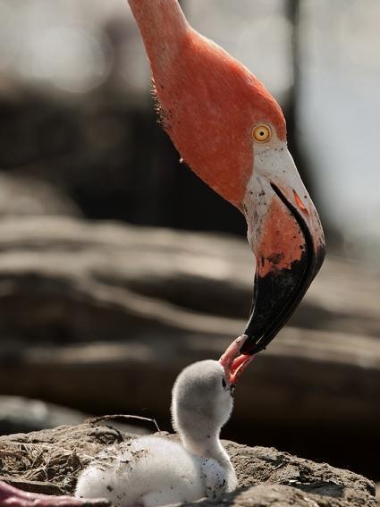 大自然最精彩的鸟妈妈喂食宝宝照