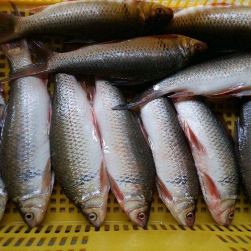 [鲮鱼批发]活鱼,鲤鱼土鲮鱼大量供应,2.5-4两,年后出鱼价格6.