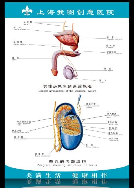 男性泌尿生殖系统概观 科室挂图 男性生殖器 男性生殖器官解剖图 人体