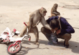 搞笑表情:猴子骑单车抢人的烟抽还踢人