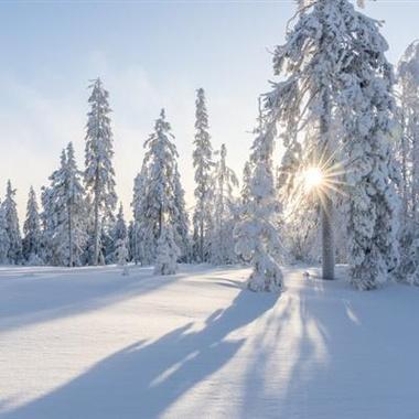 雪景头像唯美冬季雪景风景太美了