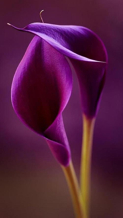 唯美紫色系花卉