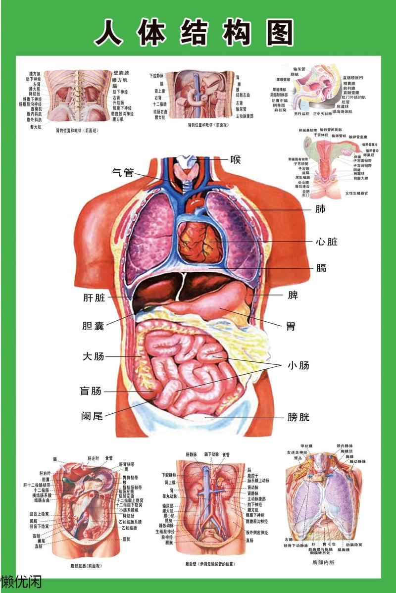 示意图医学宣传挂图人体器官心脏结构图医院海报定制 肾脏剖面示意图