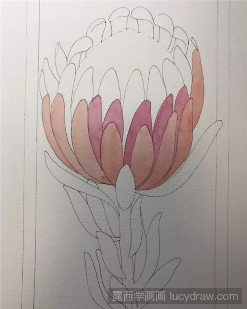 普蒂亚花的水彩绘画步骤