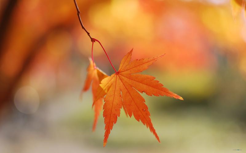 凄美的秋季落叶唯美伤感图片桌面壁纸高清 第一辑