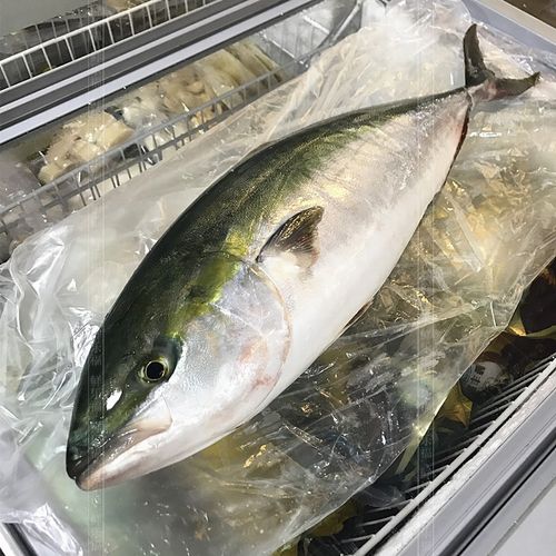 日本进口冰鲜海鲜油甘鱼 章红鱼 青甘鱼 黄狮鱼约9到12斤左右一条