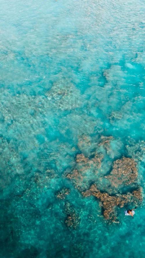 壁纸丨海洋日一起畅游海底世界吧