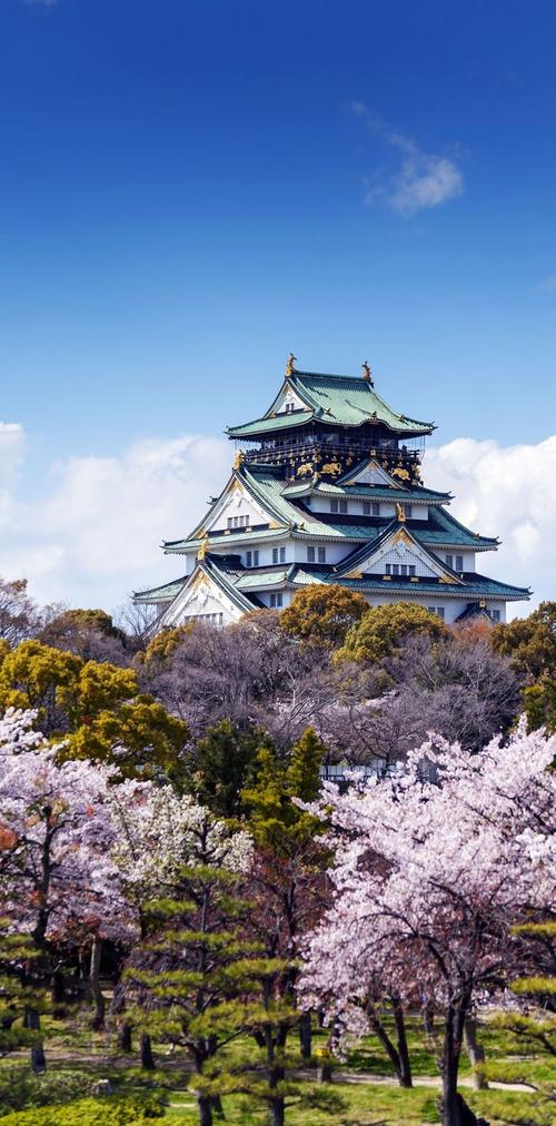 日本弘前镇樱花丨 在日本,花道,亦或称观赏樱花,是春节的传统.