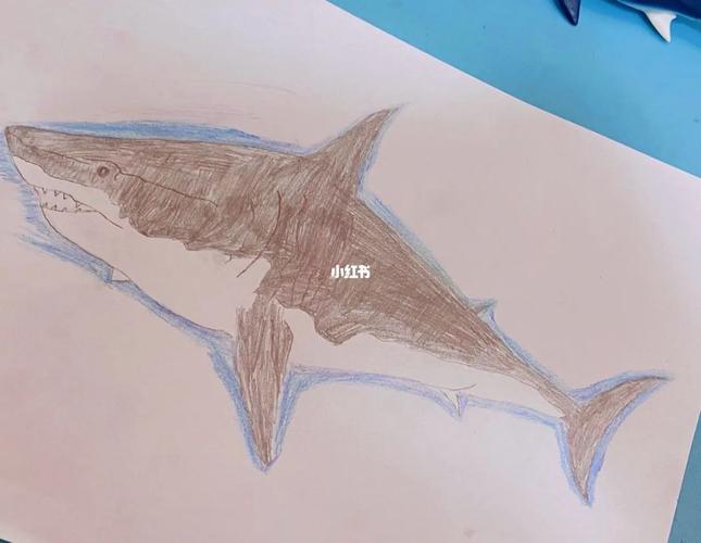 铅笔画鲨鱼00注明大白鲨