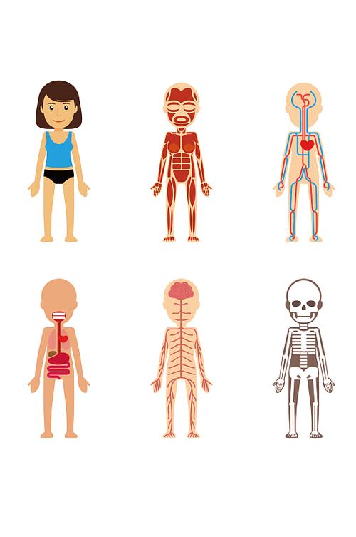 人体解剖图身体内部素材立即下载认识人物宝宝启蒙挂图立即下载卡通