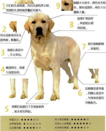 对于拉布拉多犬来说,8月龄的时候就基本会长成成犬的体型.