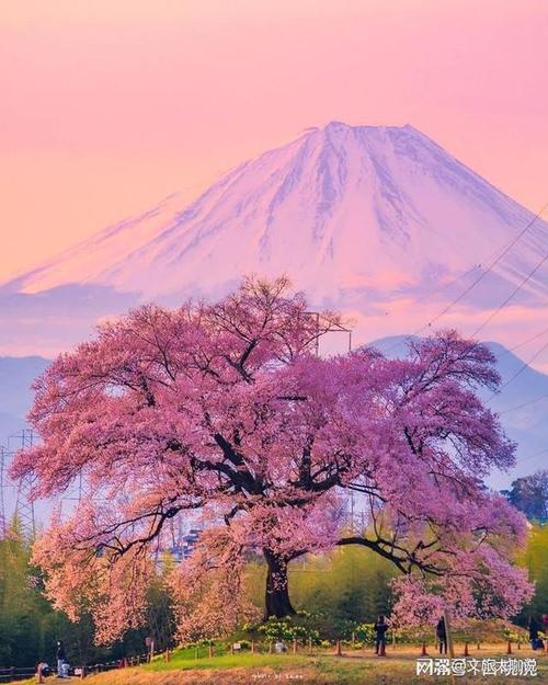 全景看日本梦幻樱花季