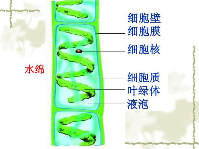 细胞壁 细胞膜 细胞核 水绵 细胞质 叶绿体 液泡