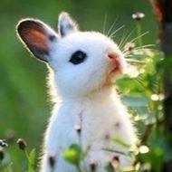 兔子qq头像图片真实可爱的兔子qq头像