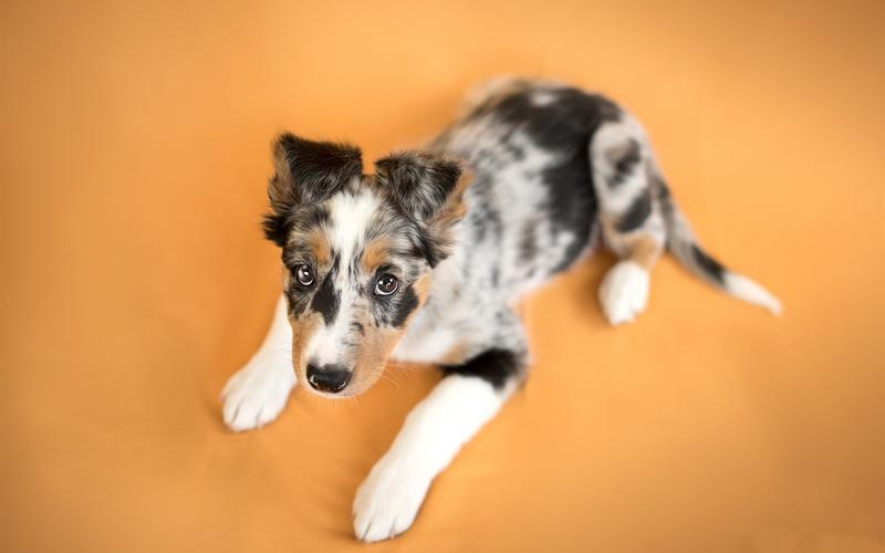 壁纸 可爱的小狗,橙色背景