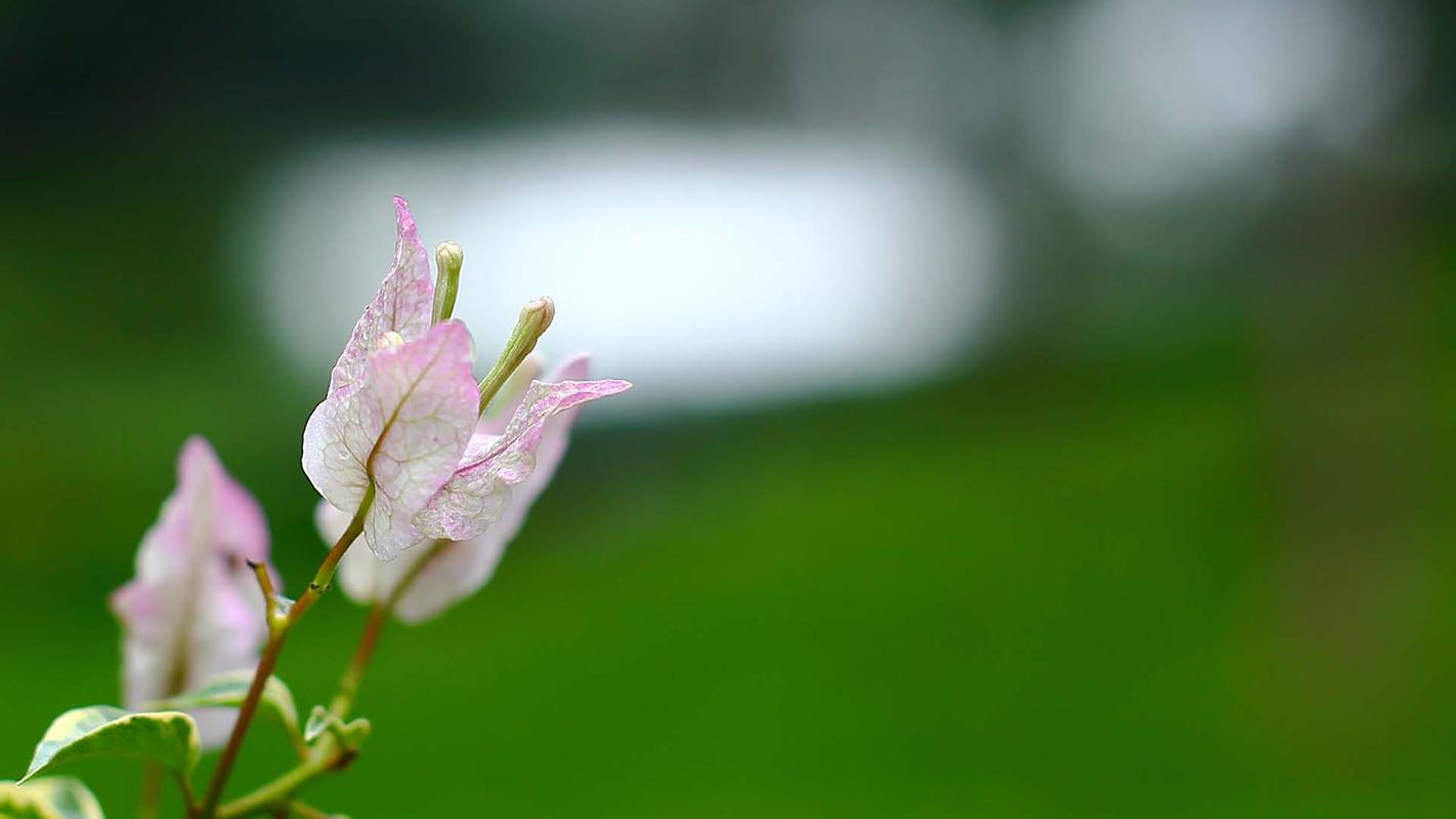 绿色护眼花卉植物微距摄影图片桌面壁纸