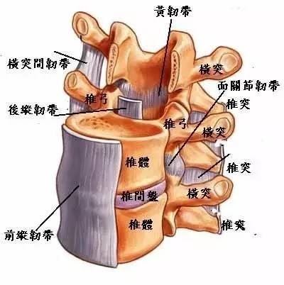 椎管的前壁由椎体后面,椎间盘后缘和后纵韧带构成,后壁为椎弓板,黄