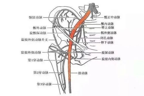 股动脉的位置:大腿微屈并外展,外旋时,在腹股沟韧带处搏动最明显.