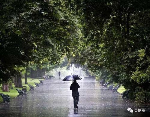 然而单身的我,只能撑着伞在摄政公园的林荫路上留下忧伤的背影.