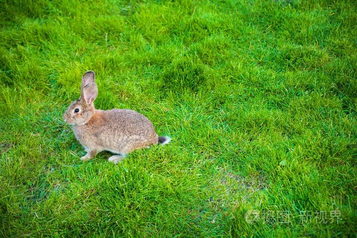 一只兔子在花园里吃草