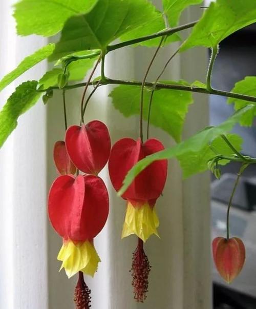蔓性风铃花,又称红萼苘麻,灯笼风铃,红心吐金,垂