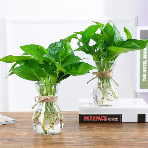 简约创意玻璃水培植物花瓶花盆透明风信子水养绿萝 观音竹插花瓶-天猫