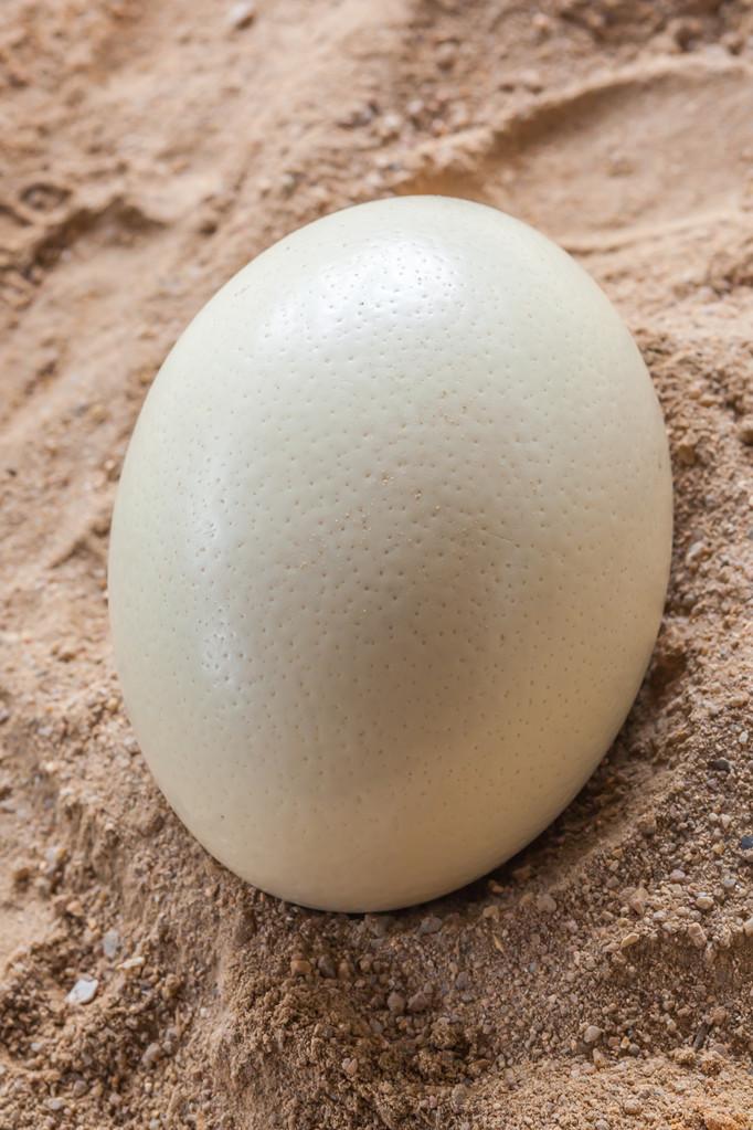 白色鸵鸟蛋,在沙滩上的白色鸵鸟蛋关门