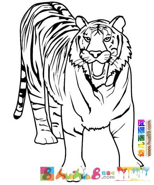 老虎简笔画图片彩色怎样画老虎