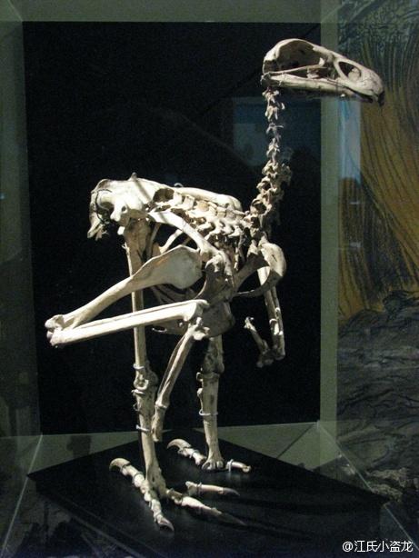 哈斯特鹰的骨骼化石,今天我们只能在博物馆中见到这种动物了,图片来自