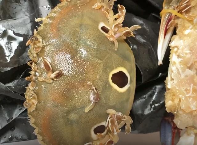 回家一看发现螃蟹身上有"寄生虫"吓得女子不敢吃螃蟹直接想扔掉.