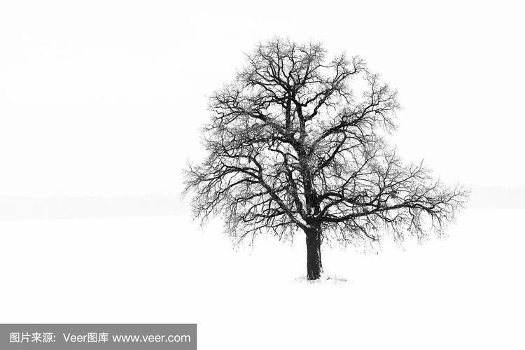 黑白照片与孤独的树在冬天的雪