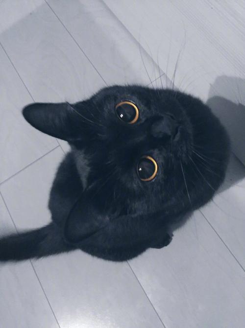小黑猫怎么可以这么迷人_:(`」 ∠):_ :nez_9090
