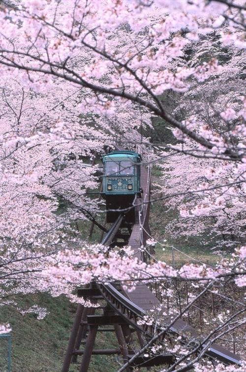 日本樱花季到了,你准备好了吗?