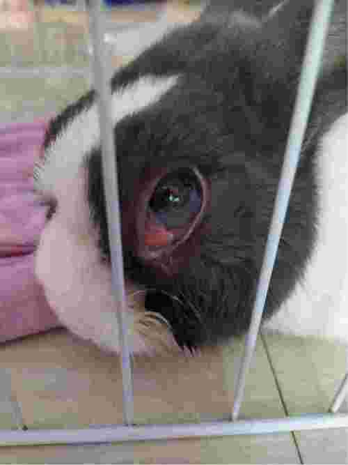 兔子刚开始第三眼睑突出后面越来越红肿现在眼球突出用滴眼液也不好是