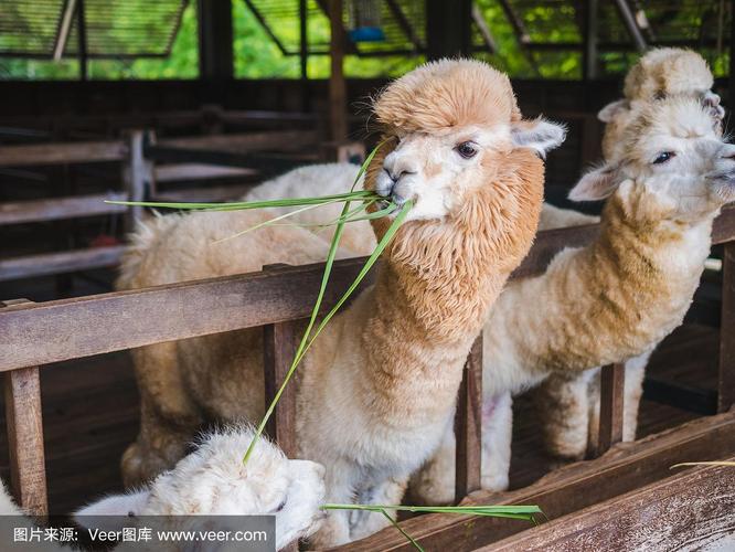羊驼喇嘛近距离的肖像,白色和棕色的可爱友好的喂养在农场的咀嚼玻璃.